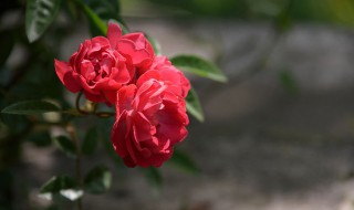 浓香月季品种有哪些 浓香月季品种有哪些耐热