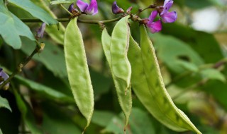 梅豆角种植时间和方法 梅豆角种植时间和方法大全