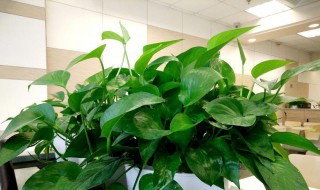 绿萝叶子发黄是晒的吗（绿萝叶子发黄是晒的吗还是干的）