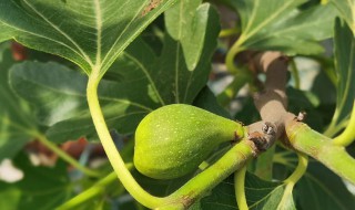 无花果树会冻死吗 无花果树会冻死吗视频