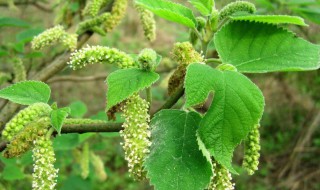 构树汁液的作用 构树的汁液有什么作用