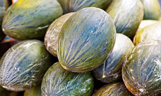 香瓜种植到成熟期一共多少天（香瓜从种到成熟多少天）