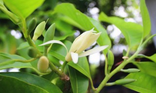 黄果兰叶子发黄枯萎是什么原因 黄果兰叶子枯萎怎么办