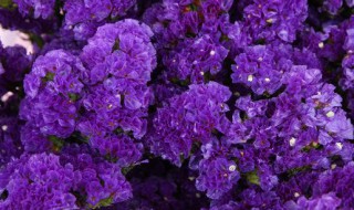 昆明紫色的花是什么花（云南的紫色的花）