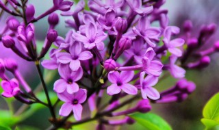 丁香花几瓣 丁香花几瓣?