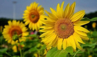 向日葵蔫了怎么办 向日葵蔫掉了