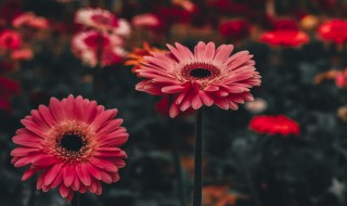 非洲菊是一年生还是多年生 非洲菊是多年生吗