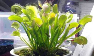 什么植物可以驱蚊子 什么植物可以驱蚊子还对人体无害