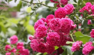 牡丹和月季的区别（牡丹月季的区别图）