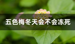 五色梅冬天会不会冻死 五色梅冬天会不会冻死