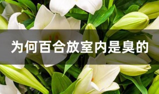 为何百合放室内是臭的 百合为什么有点臭