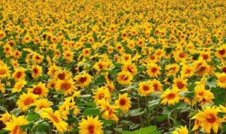 向日葵种子泡了一夜还能种吗（向日葵种子泡了一夜还能种吗视频）