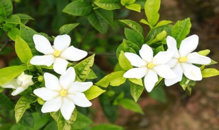 栀子花香是种什么味道（栀子花香是种什么味道的香水）