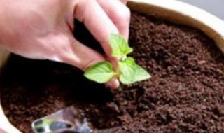 盆栽可以全用营养土吗 盆栽可以全用营养土吗视频