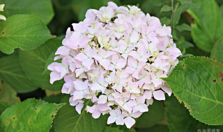 无尽夏种植用深盆还是浅盆（无尽夏用什么盆种植）