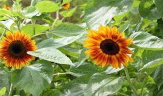 向日葵的叶子是什么形状（向日葵的叶子是什么形状的?）