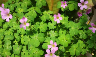 什么草会开花 什么草会开花结果