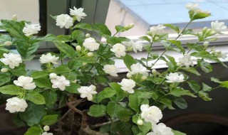 茉莉花叶子卷是什么原因 茉莉花的叶子卷起来是怎么回事