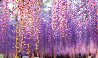 紫藤为什么要种西南方 西北可以种紫藤吗