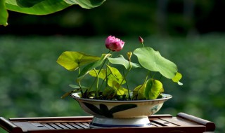 碗莲种子如何开口（碗莲种子如何开口最好）