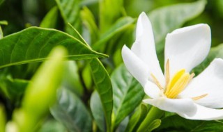 栀子花放卧室对人身体有影响吗（栀子花放卧室对人身体有影响吗视频）