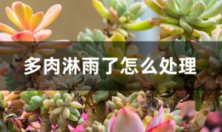 多肉淋雨了怎么处理 多肉淋雨了怎么处理最好