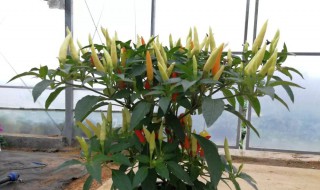 盆栽辣椒多久浇水一次 辣椒移栽后几天浇水一次