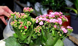 长寿花怎么晒太阳 长寿花怎么晒太阳最好