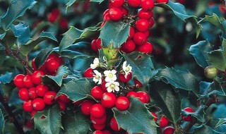 雌雄异株的植物（雌雄异株的植物能进行自交吗）