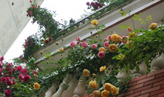 梦幻褶边月季是藤本还是灌木（梦幻褶边月季爬藤吗）