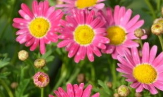 茼蒿菊的种植方法（家庭茼蒿的种植方法）