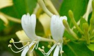 金银花叶子发黄发黑枯萎的原因 金银花老叶子发黄发黑枯萎的原因