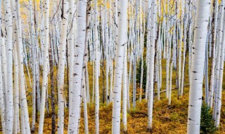 白桦是什么象征（白桦是什么象征?）