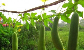 丝瓜怎么种 苹果丝瓜怎么种
