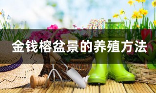 金钱榕盆景的养殖方法（金钱榕盆景的养殖方法和技巧）