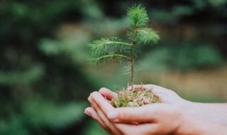 杉的寓意和象征 红豆杉的寓意和象征