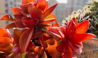 火祭多肉怎么繁殖（多肉植物火祭怎么繁殖）