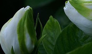 栀子花有白色的虫子怎么办（栀子花有白色的虫子怎么办呢）