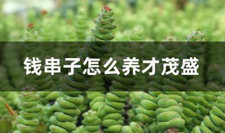 钱串子怎么养才茂盛（钱串子怎么养才茂盛）