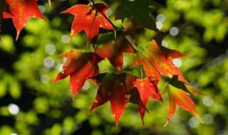 枫树品种 枫树品种红