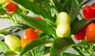 五彩辣椒家庭盆栽方法 盆栽五彩椒的种植方法