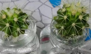 仙人球拦腰切还能活吗（仙人球把根切掉能活吗）