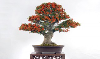 火棘盆景的养殖方法和注意事项（火棘盆景的养殖方法和注意事项有哪些）