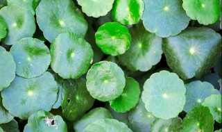 铜钱草水培多久换一次水（铜钱草水培几天换一次水）