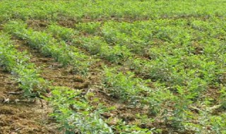 枣树移栽后多久活过来 枣树啥时候移栽好活