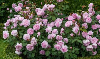 浓香型月季有哪些品种（浓香型月季花有哪些品种）