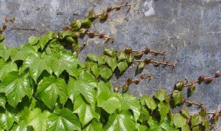 哪些花植物能爬墙 能爬墙的花植物有哪些