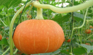 日本南瓜的种植方法和时间 日本南瓜的种植方法和时间