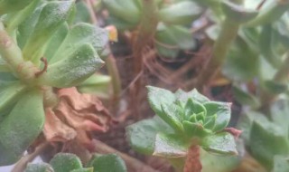 多肉叶子长黑斑怎么办（多肉叶子长黑斑怎么办呢）