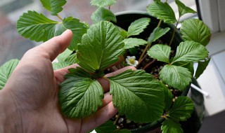 草莓只长叶子不开花怎么办（草莓只长叶子不开花怎么办视频）